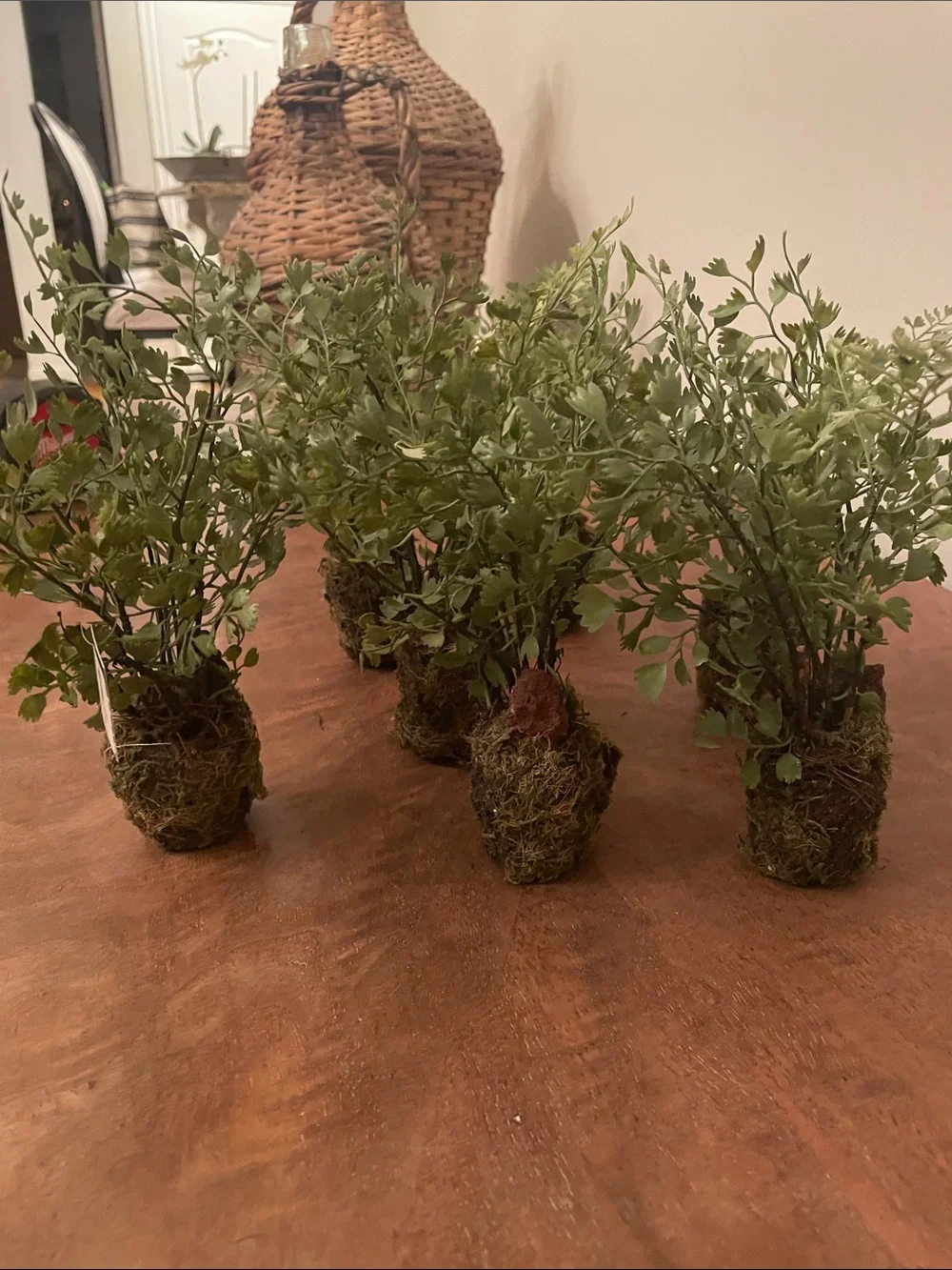 Maidenhair Drop-in